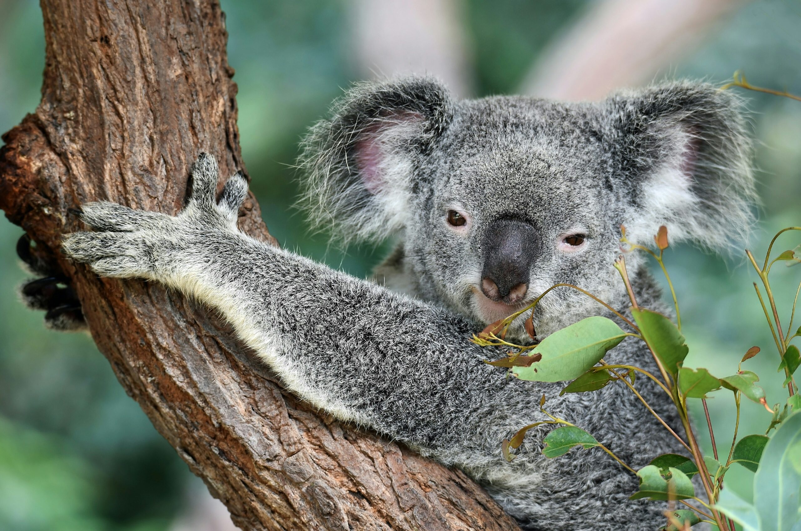 A cute koala chews on eucalyptus leaves at Koala Gardens, Kuranda, Australia